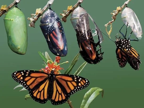 A monarch butterfly emerging from its chrysalis with other chrysalises and a chrysalis in the process of emerging, all hanging from a branch with green leaves.