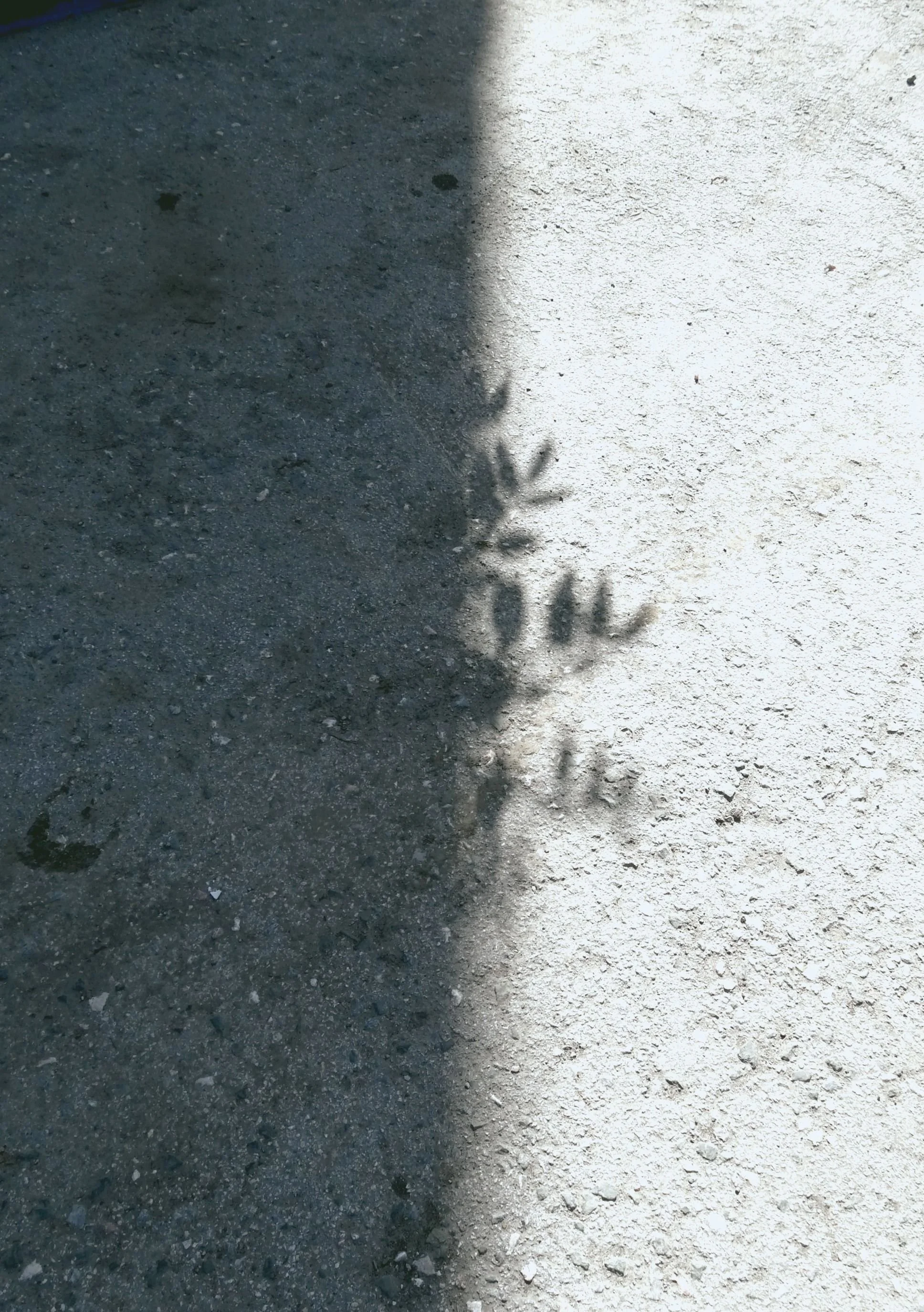 Shadow of plant peeking out.