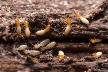 Termites can cause thousands of dollars in structural damage before they're discovered. We provide thorough inspections and proven treatment methods to protect your investment.