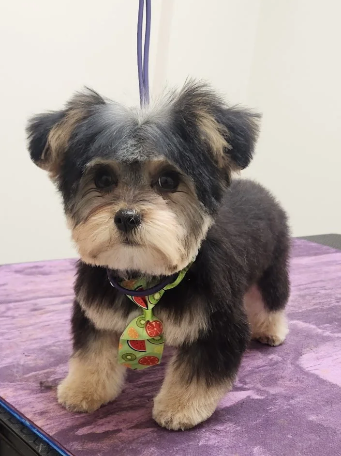 grooming success starts long before the first haircut