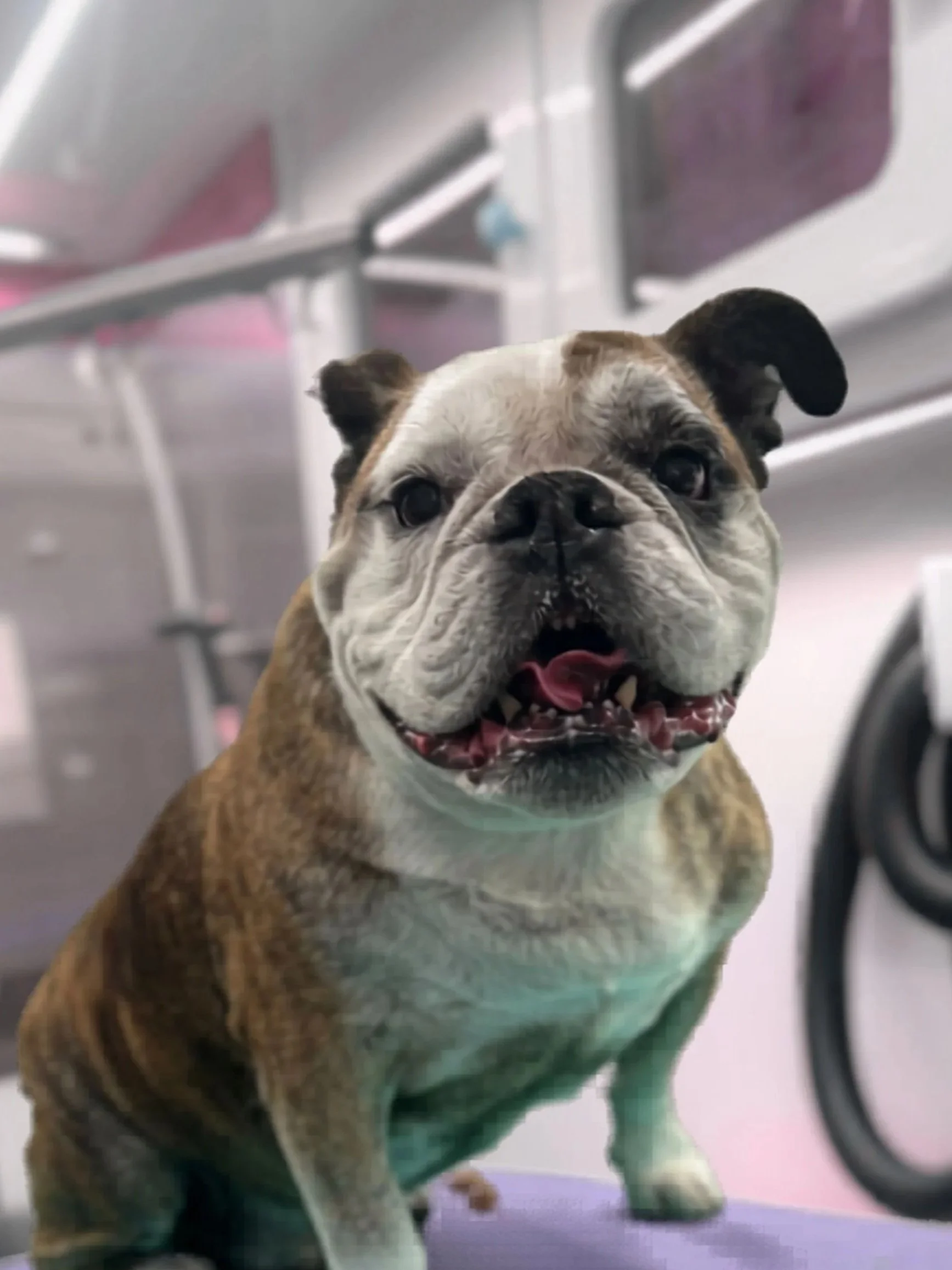 bulldog