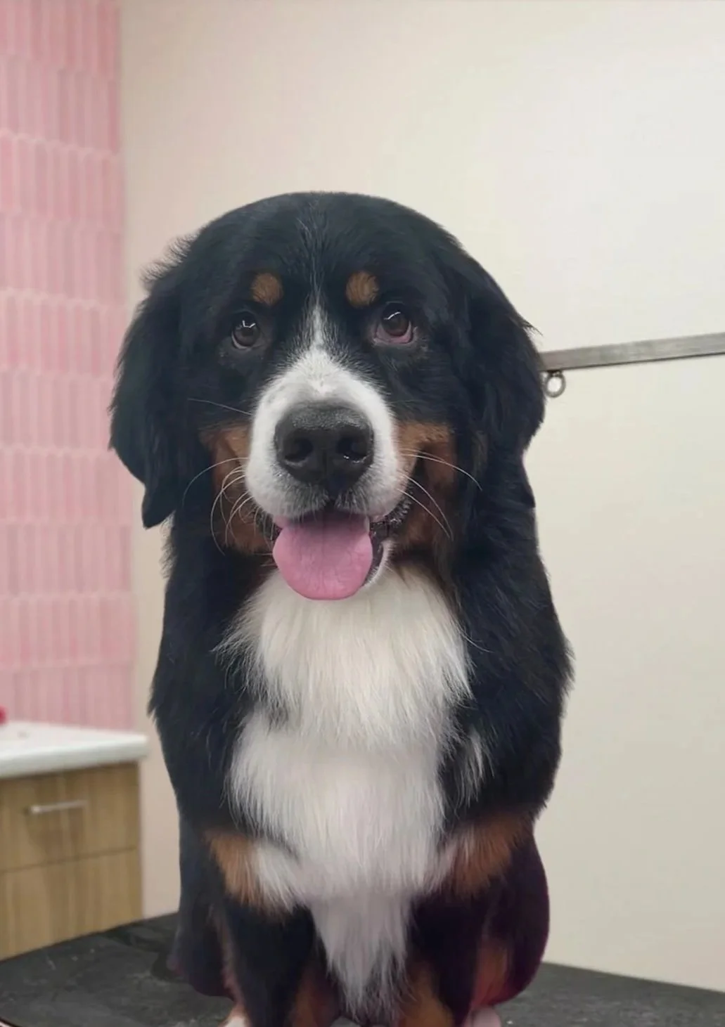 bernese mt dog