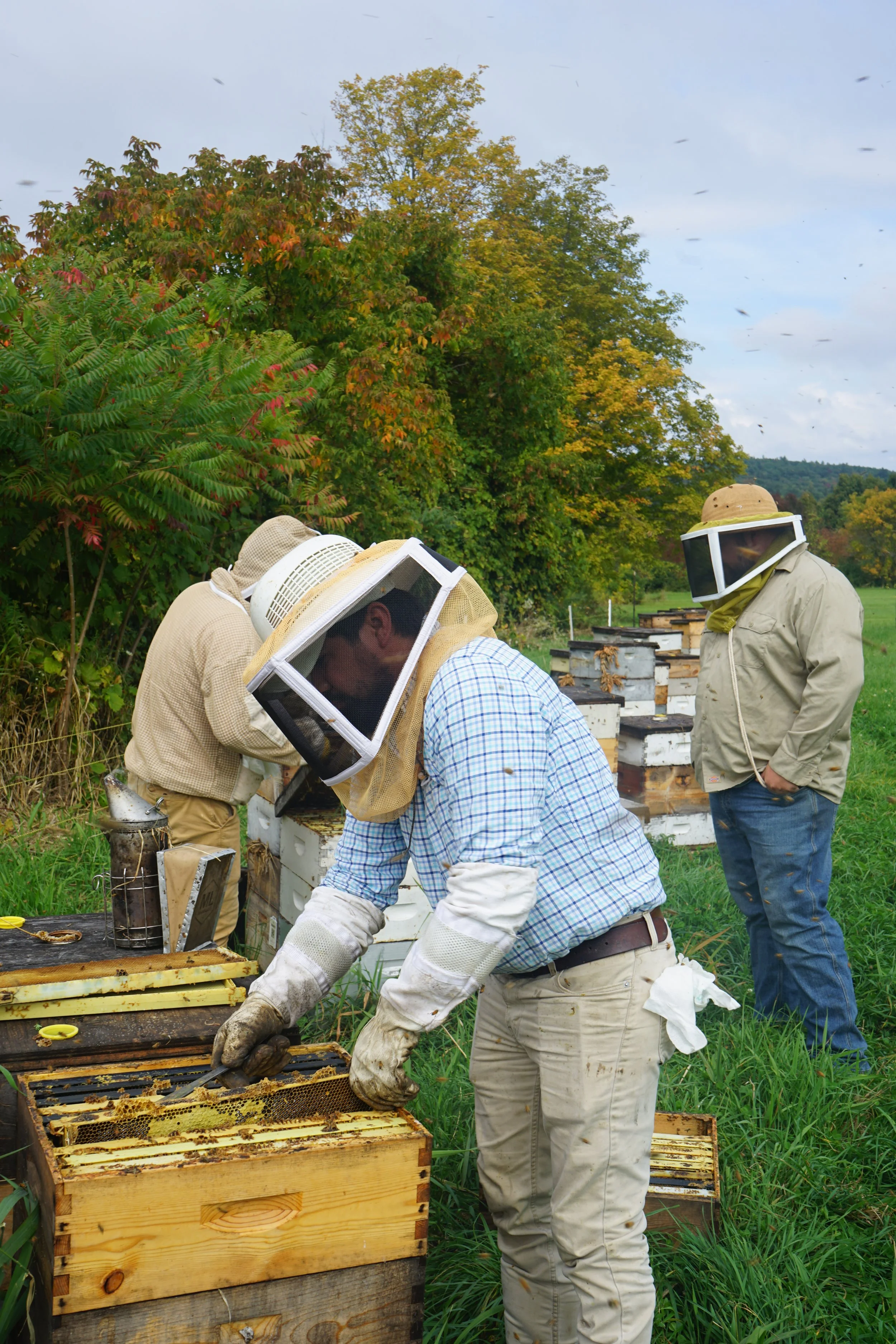 Beekeepers inspecting honeybee hives in a green field during daytime, with trees showing fall colors in the background.