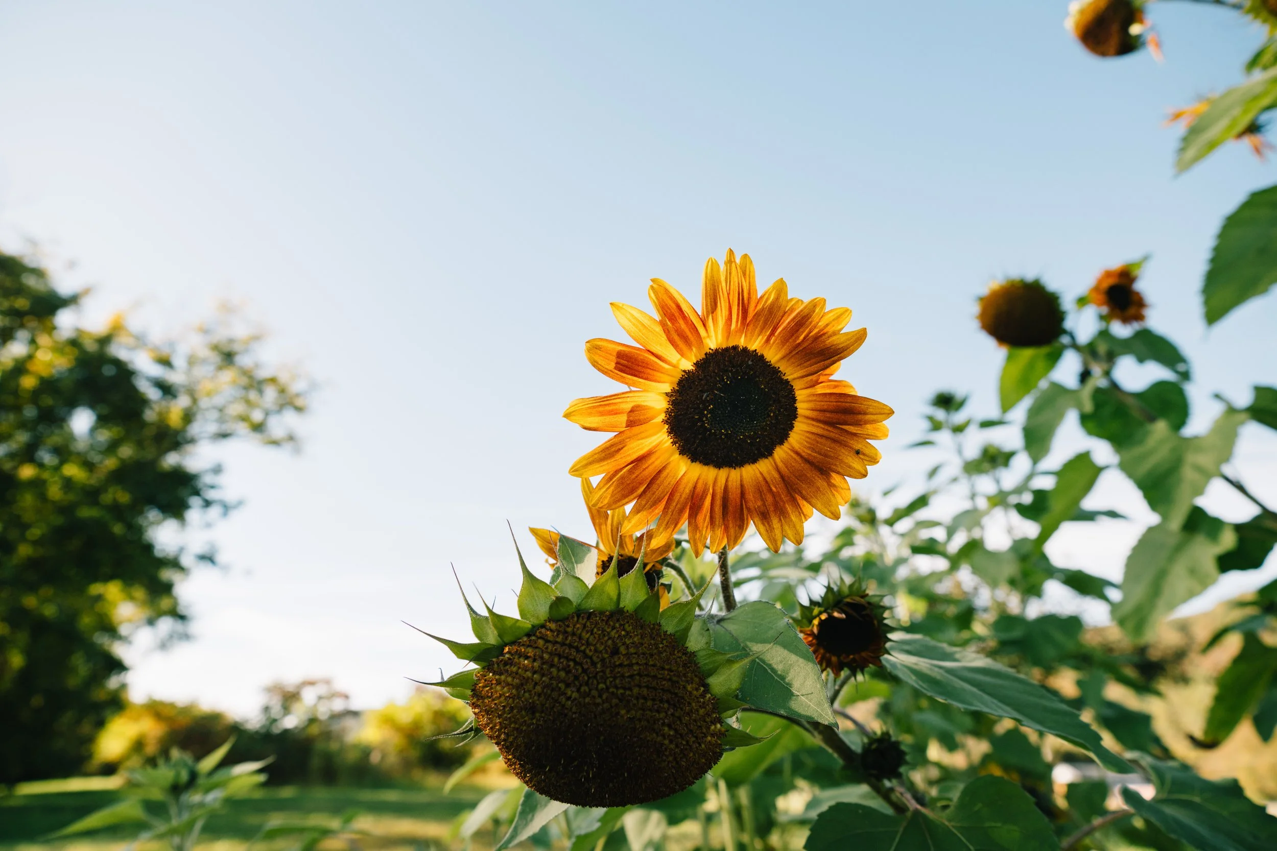 A sunflower with bright yellow petals and a dark center stands tall in a garden with green leaves. Other sunflowers and trees are visible in the background, with a clear blue sky overhead.