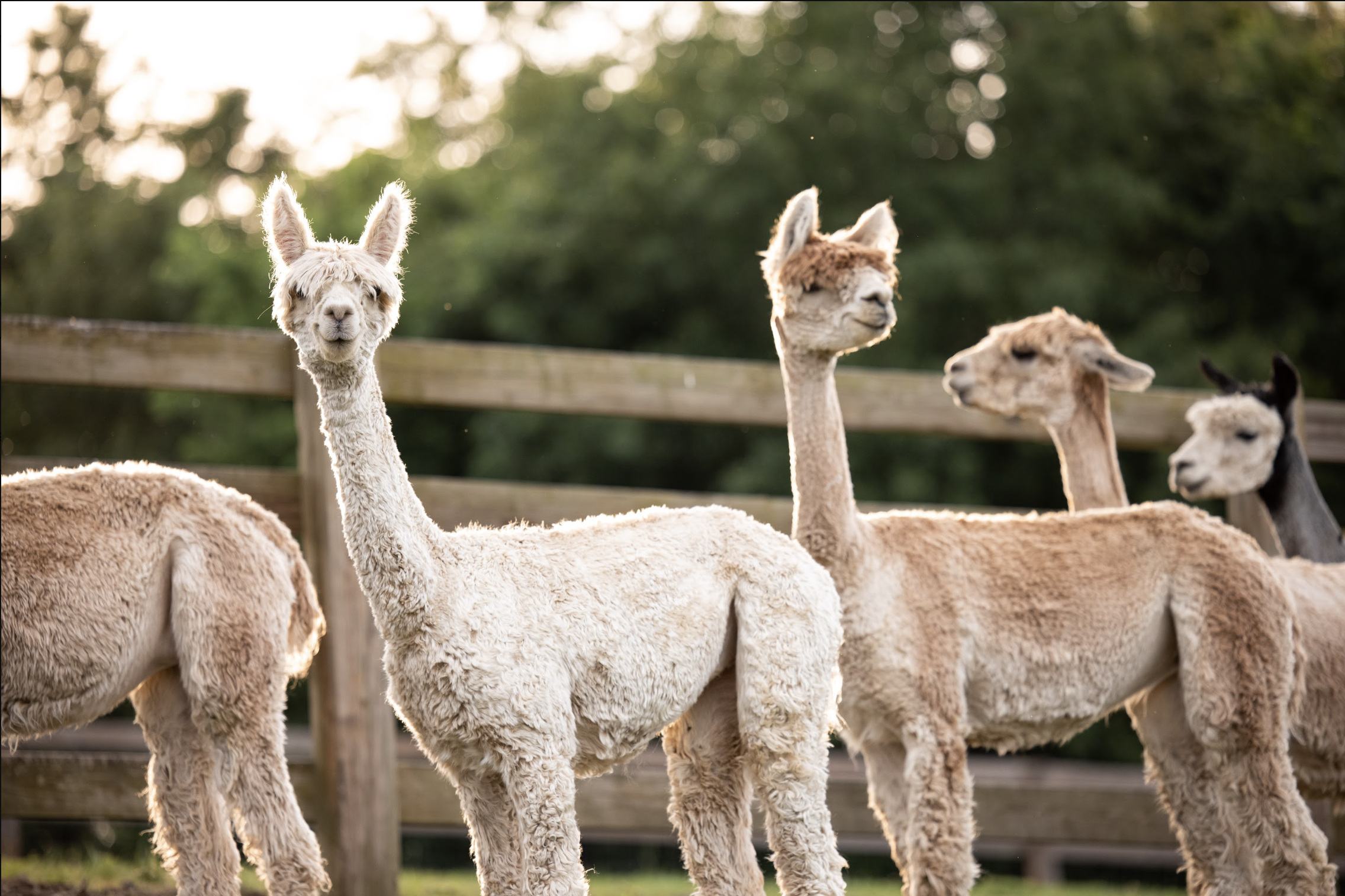Content Strategy & Marketing for I Love Alpacas