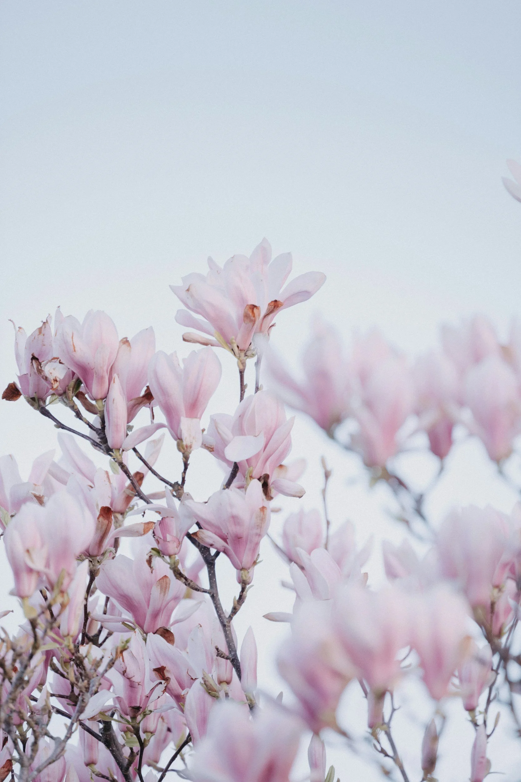 Close-up of pink magnolia flowers on tree branches against a cloudy sky.