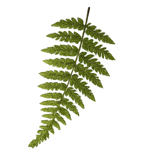 Green fern leaf isolated on black background.