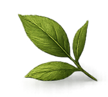 Three green basil leaves