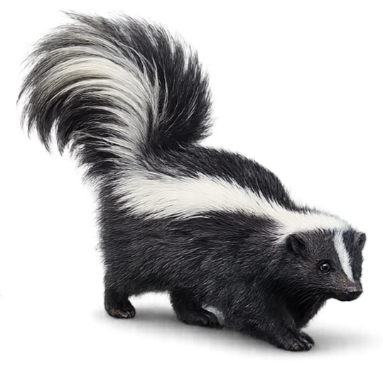 A black and white skunk facing right with its tail raised and curved over its back.