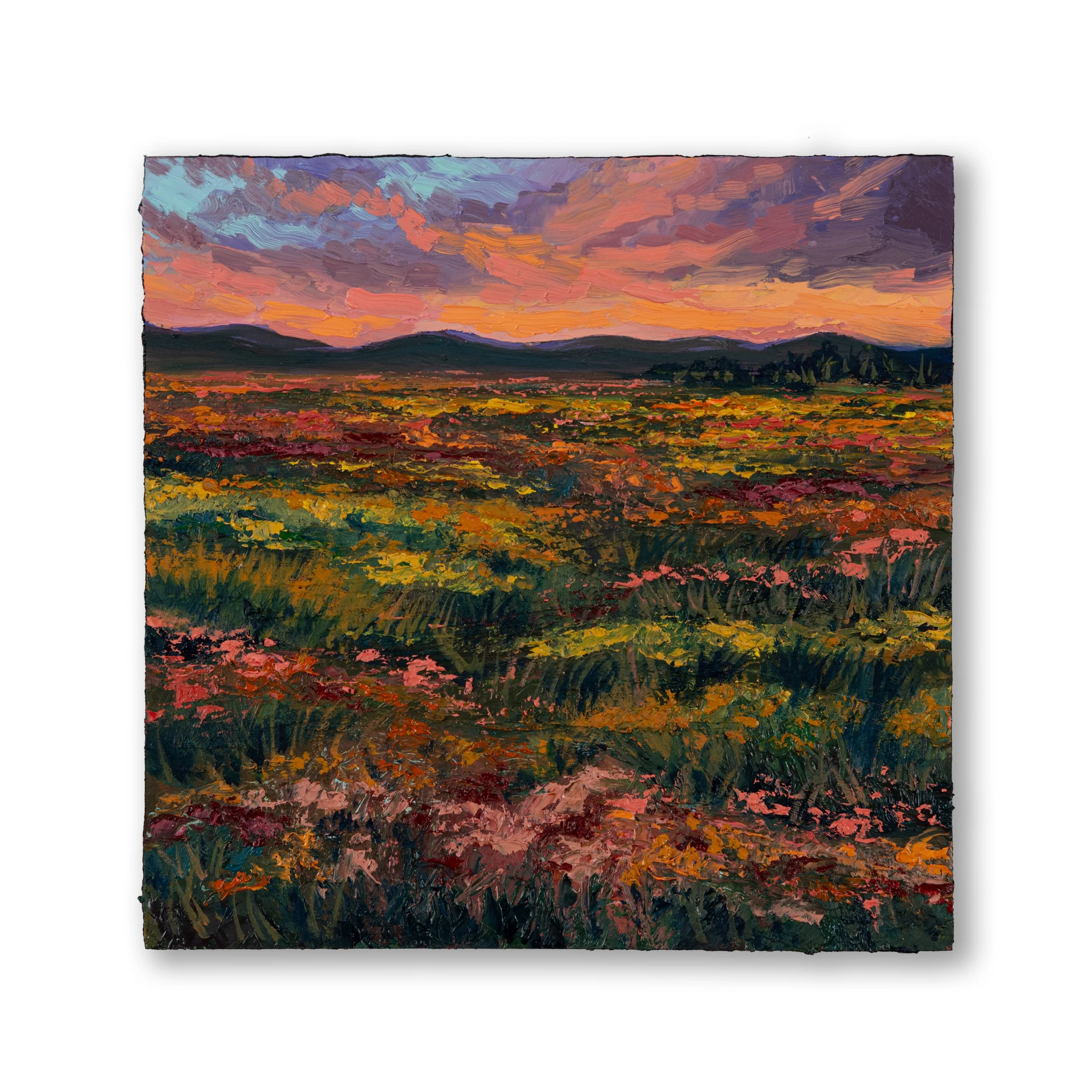 Oil Collection 25