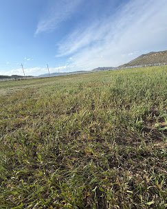 masonville-pasture-mowing-before.jpg