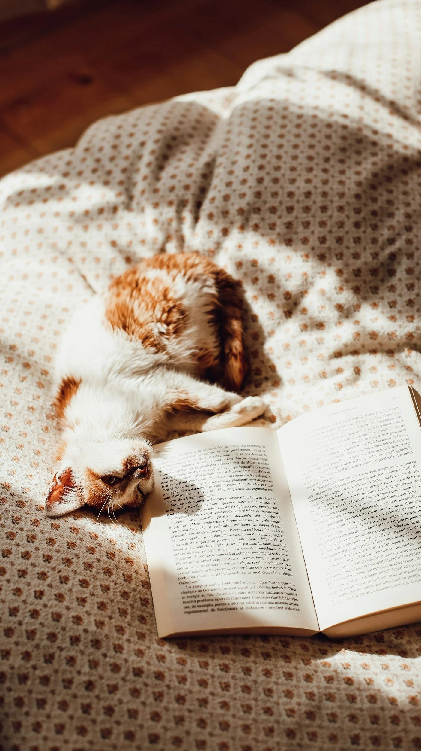 A small dog laying on a person's lap, covered with a polka dot blanket, next to an open book on a textured surface.