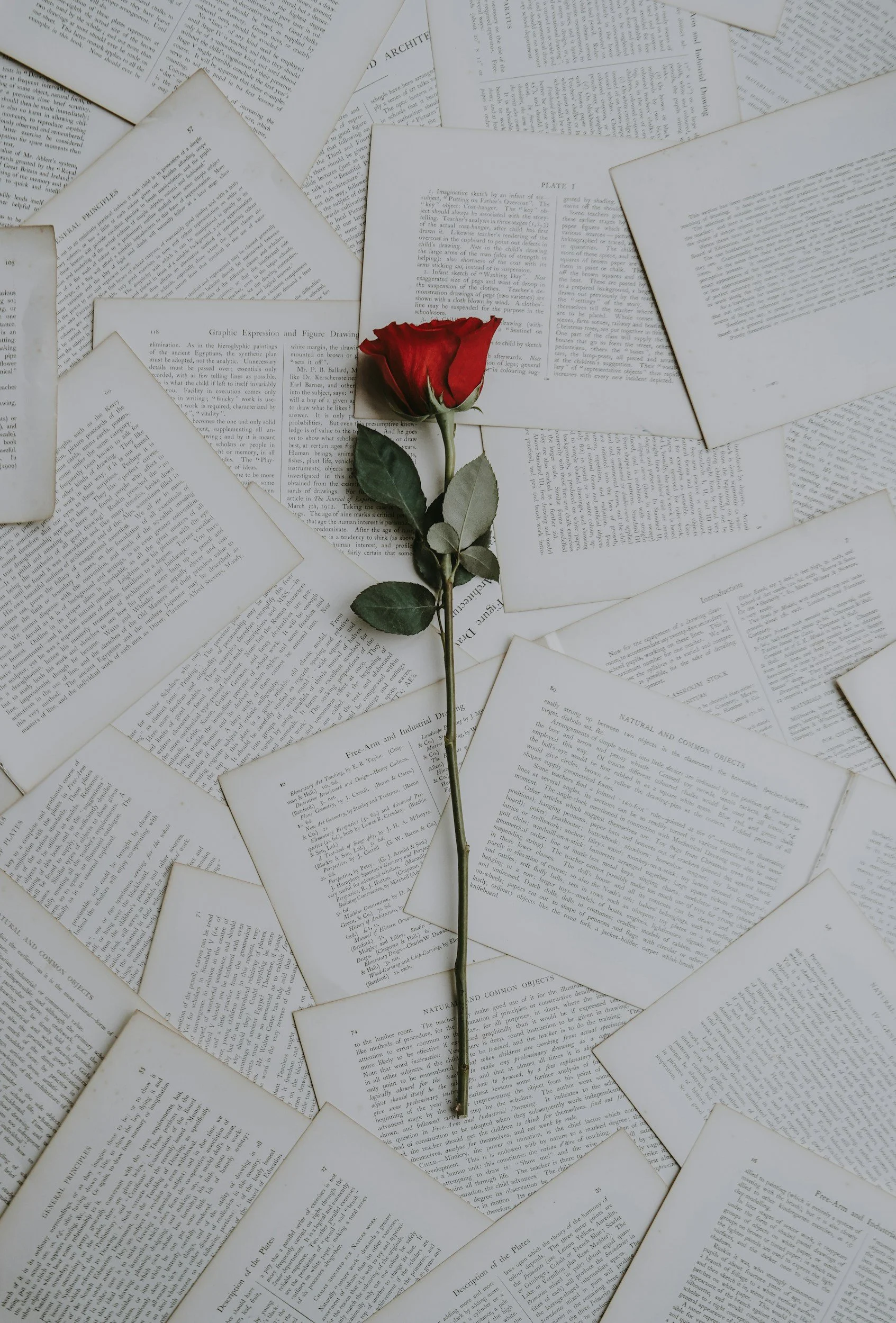 A single red rose with green leaves placed on top of scattered white pages of printed text.