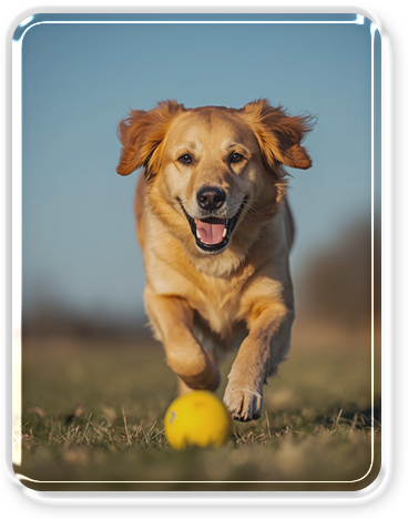 A happy golden retriever running towards the camera with a yellow ball on a grassy field.