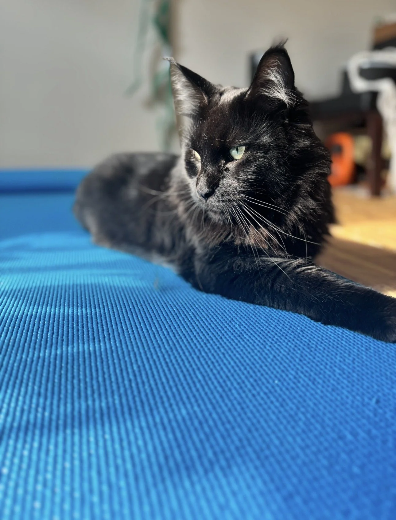 A black cat with green eyes lying on a blue textured surface.
