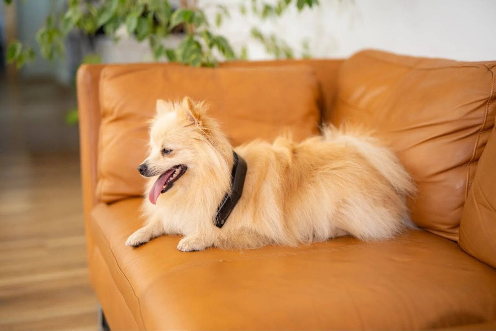 PetLoop PRO portable PEMF wellness device for pets.