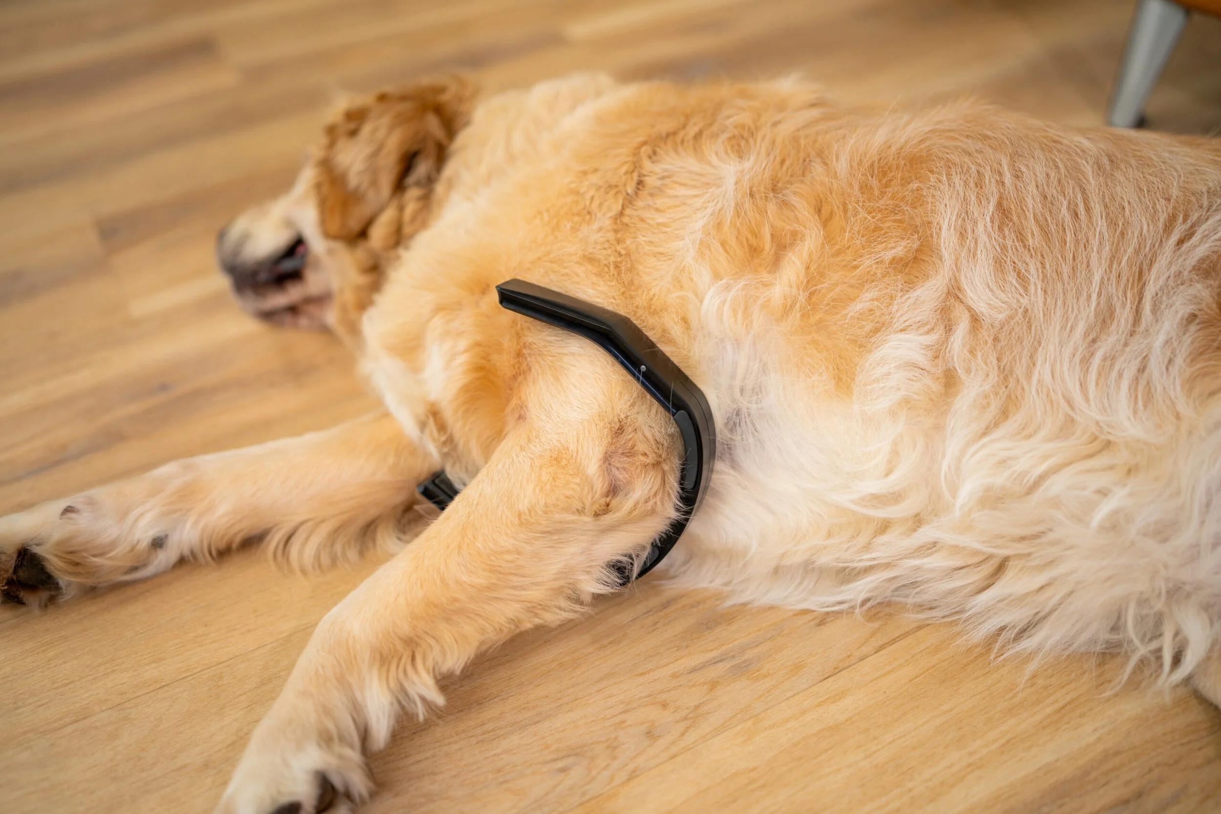 A golden retriever dog lying on a wooden floor with a black electronic device placed on its side.