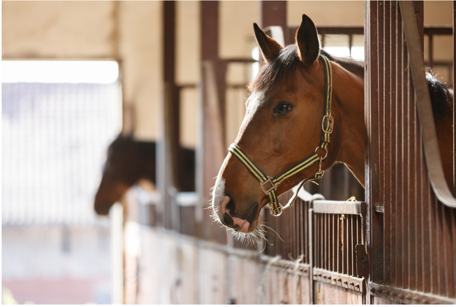 A brown horse wearing a halter looks out from a bright, well-kept stable.