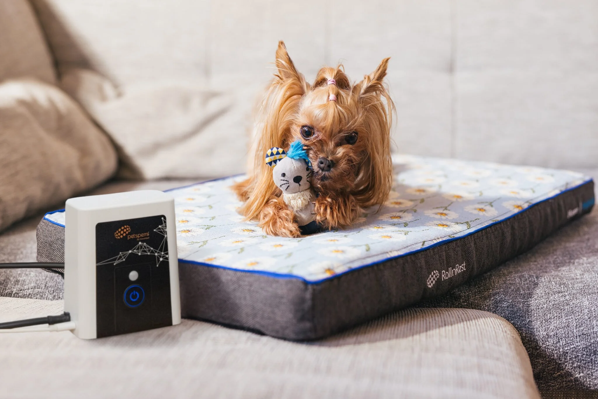 A small brown Yorkshire Terrier dog with long hair, some of which is styled with pink hair ties, lying on a dog bed. The dog is holding a small plush toy that resembles a mouse and has a blue tuft of fabric on its head. The dog bed has a patterned cover, and there are some electronic devices nearby.