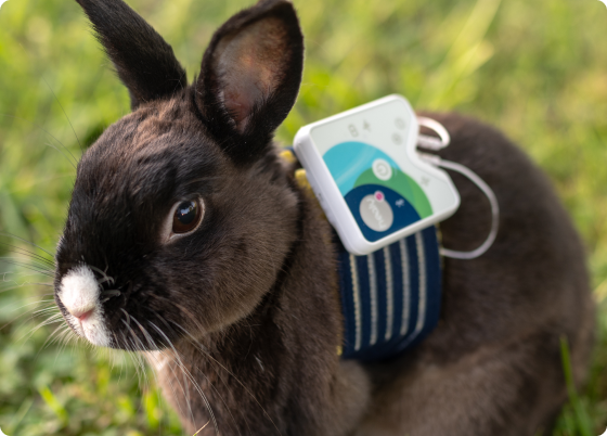 Healy Animal frequency-based wellness system.