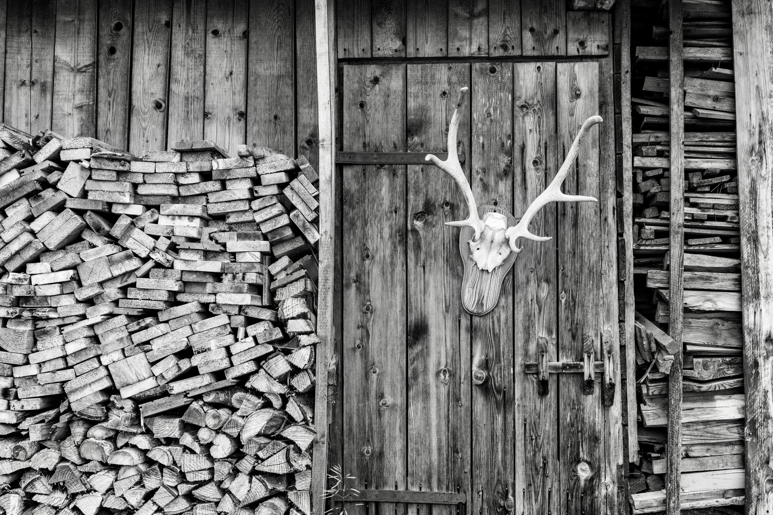 Stacked firewood logs leaning against a wooden shed wall with a mounted animal skull with antlers on the wall.