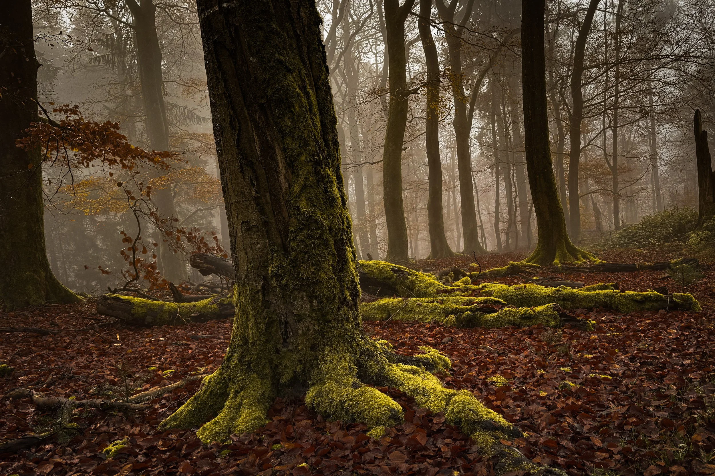 A foggy forest with tall trees covered in moss, fallen leaves, and a moss-covered log on the forest floor.