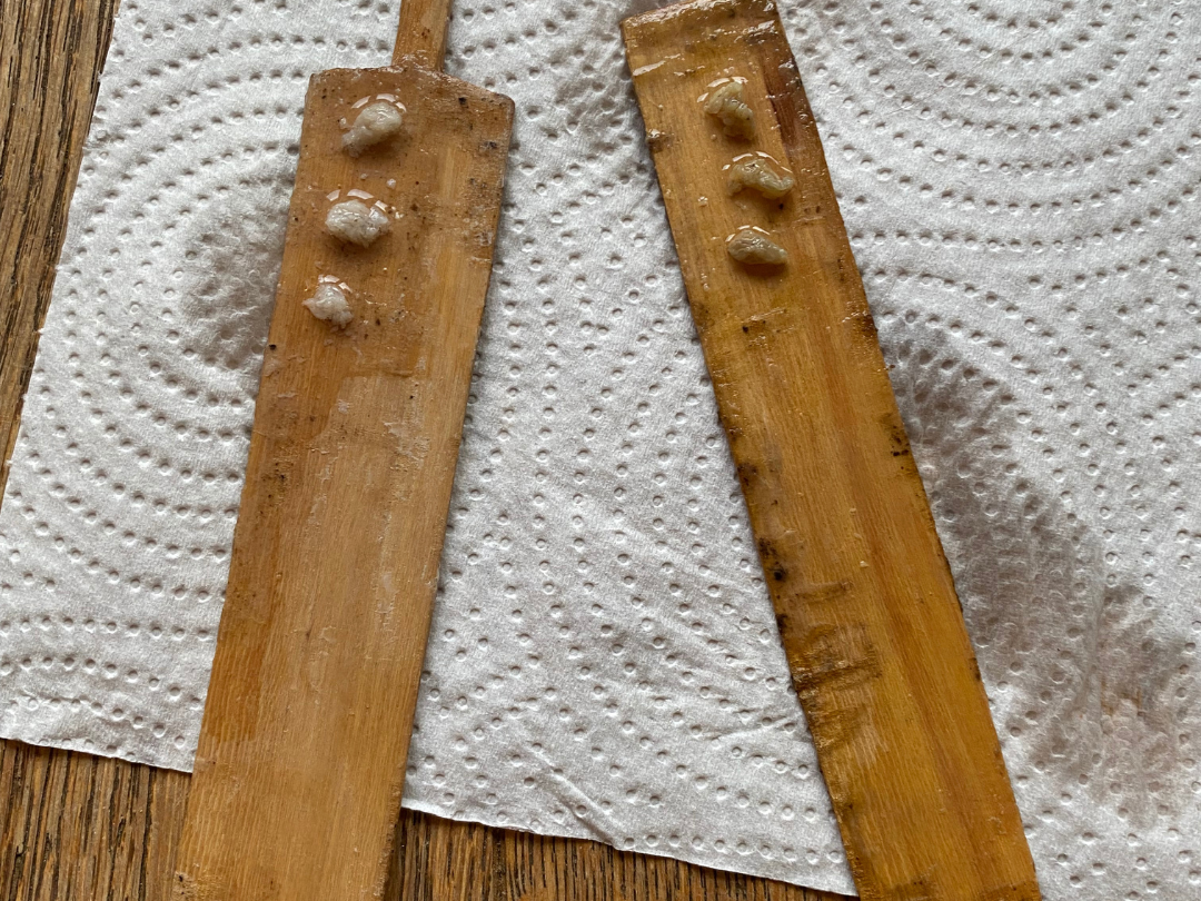 Kambo medicine prepared on sticks ready for targeted fertility acupuncture point placement.