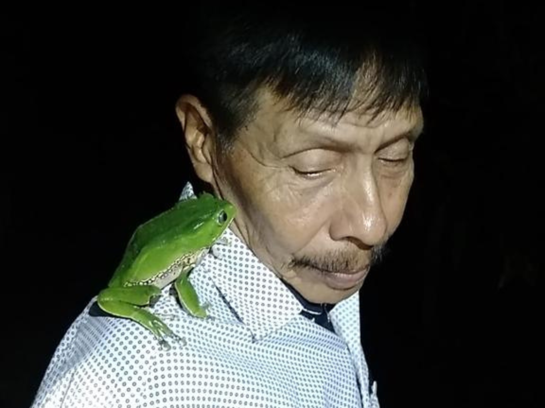 Phyllomedusa bicolor frog held by our Shaman in Peru who collects Kambo for The Kambo Clinic for Fertility's natural fertility treatment, The Fertility Boost Programme.