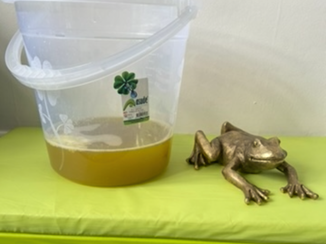 Kambo secretion in a bucket, beside decorative frog at The Kambo Clinic for Fertility