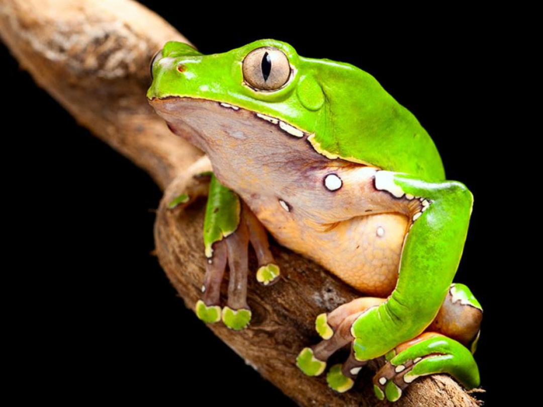 Close-up of a bright green tree frog perched on a branch against a black background.