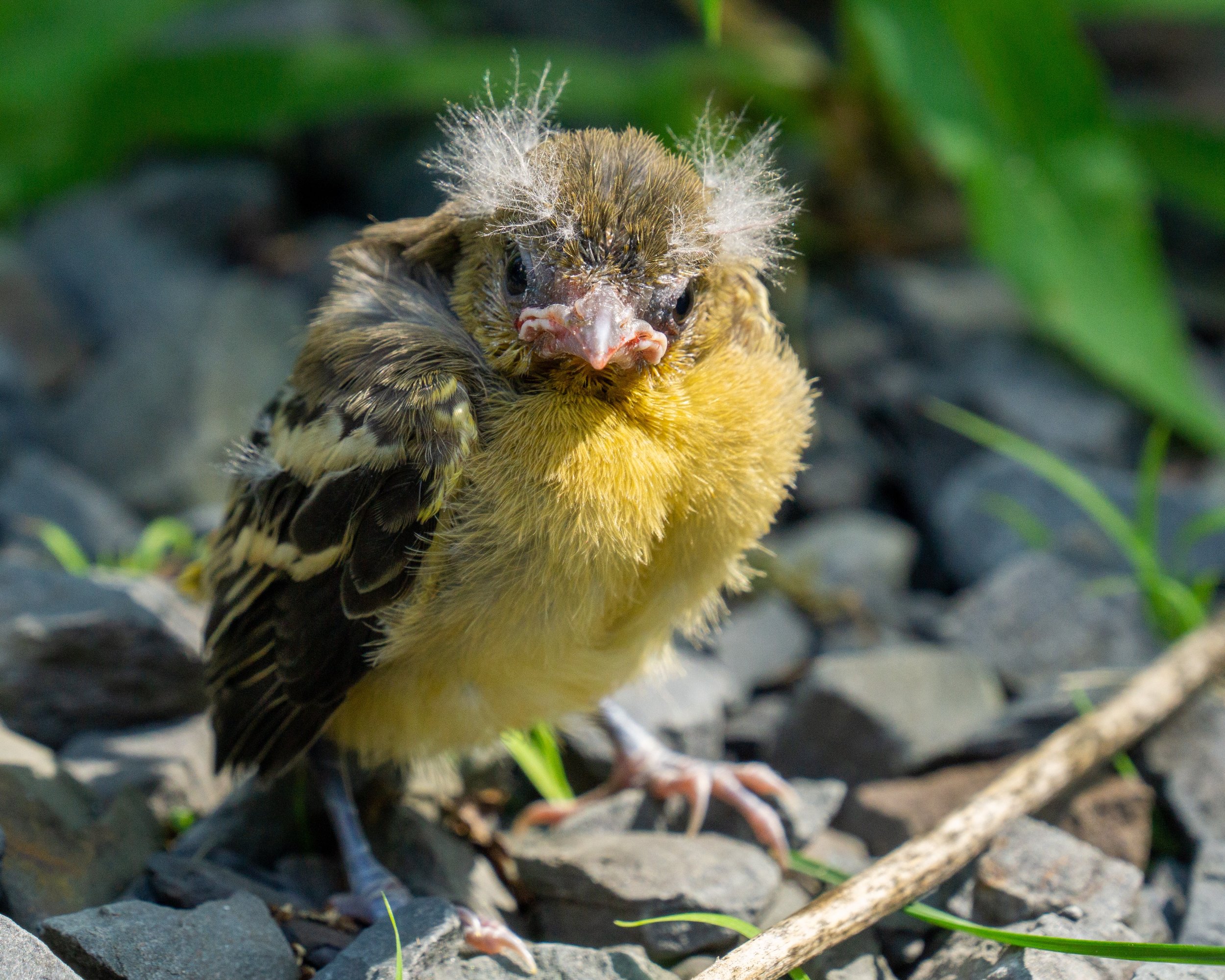 Close-up of a baby bird with fluffy yellow and brown feathers sitting on gravel, blending with rocky surroundings.