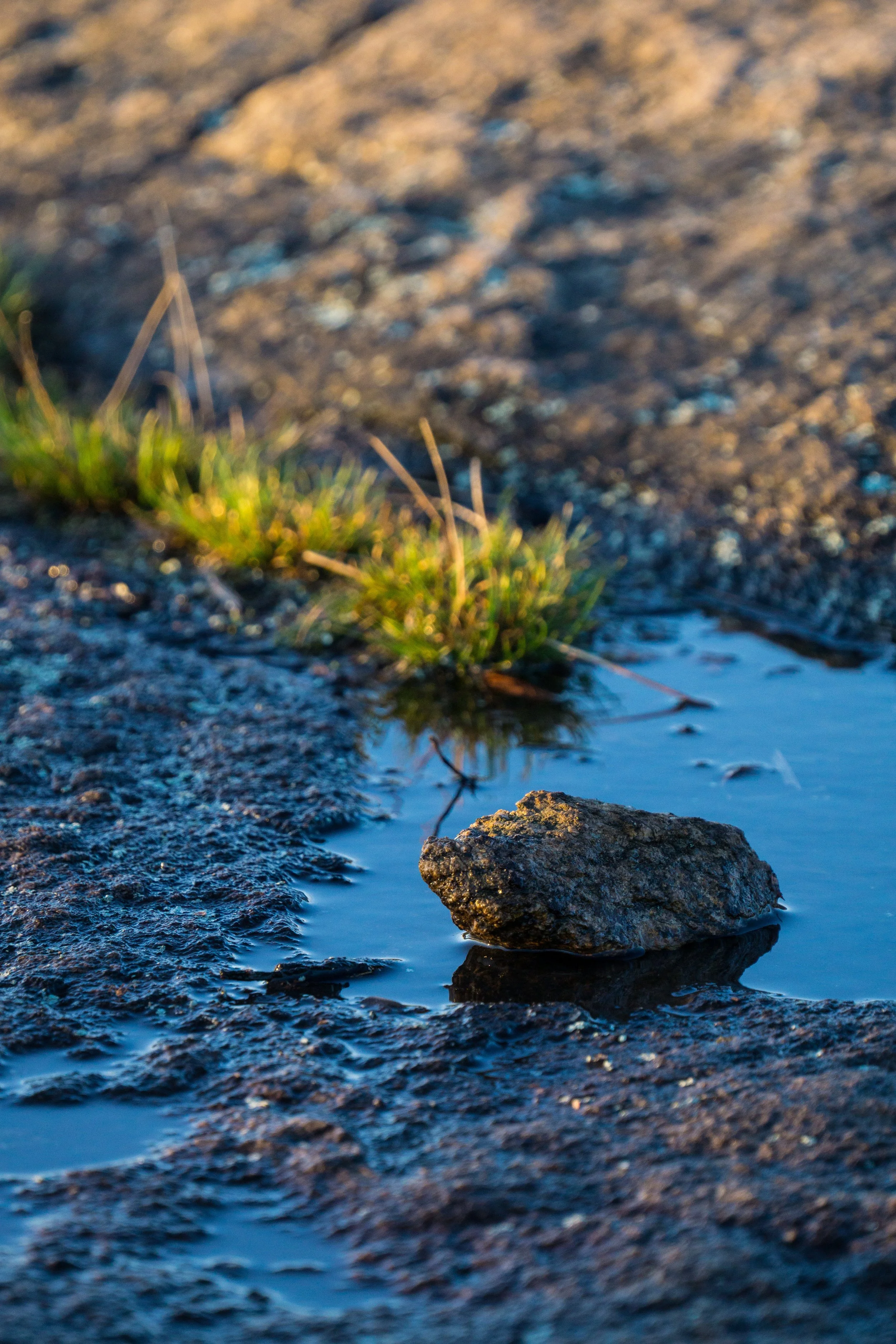 Close-up of a small rock in shallow water with a patch of grass nearby and a blurry background.