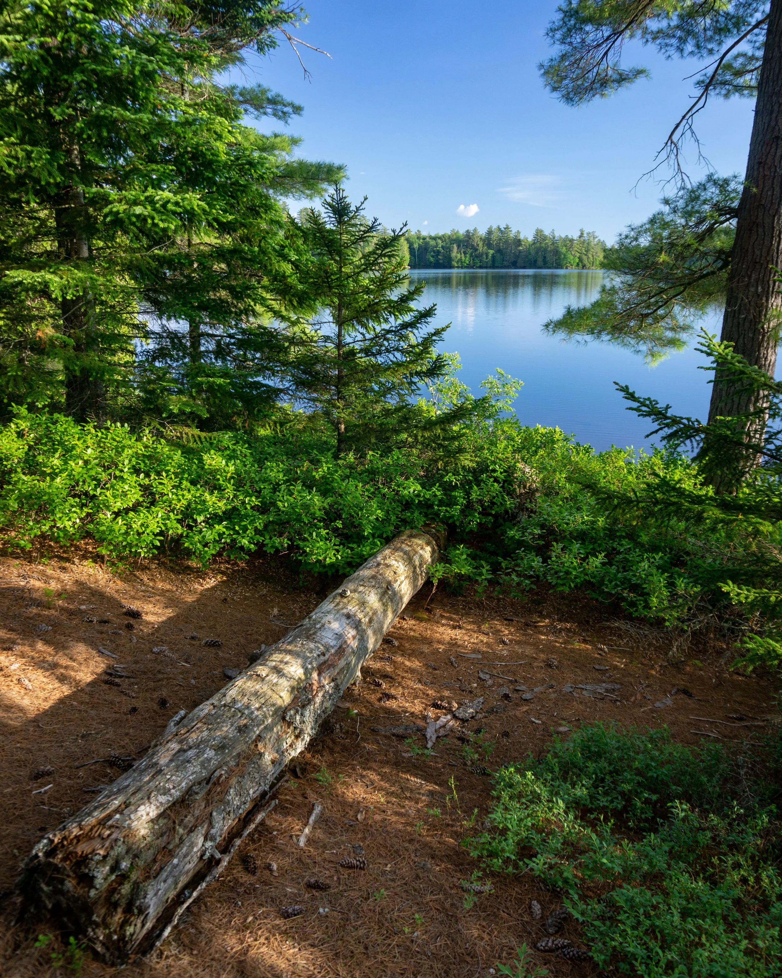 Forest scene with a fallen log on brown dirt ground, green shrubs and pine trees, a body of water with a forested shoreline in the background, and a blue sky with some clouds.