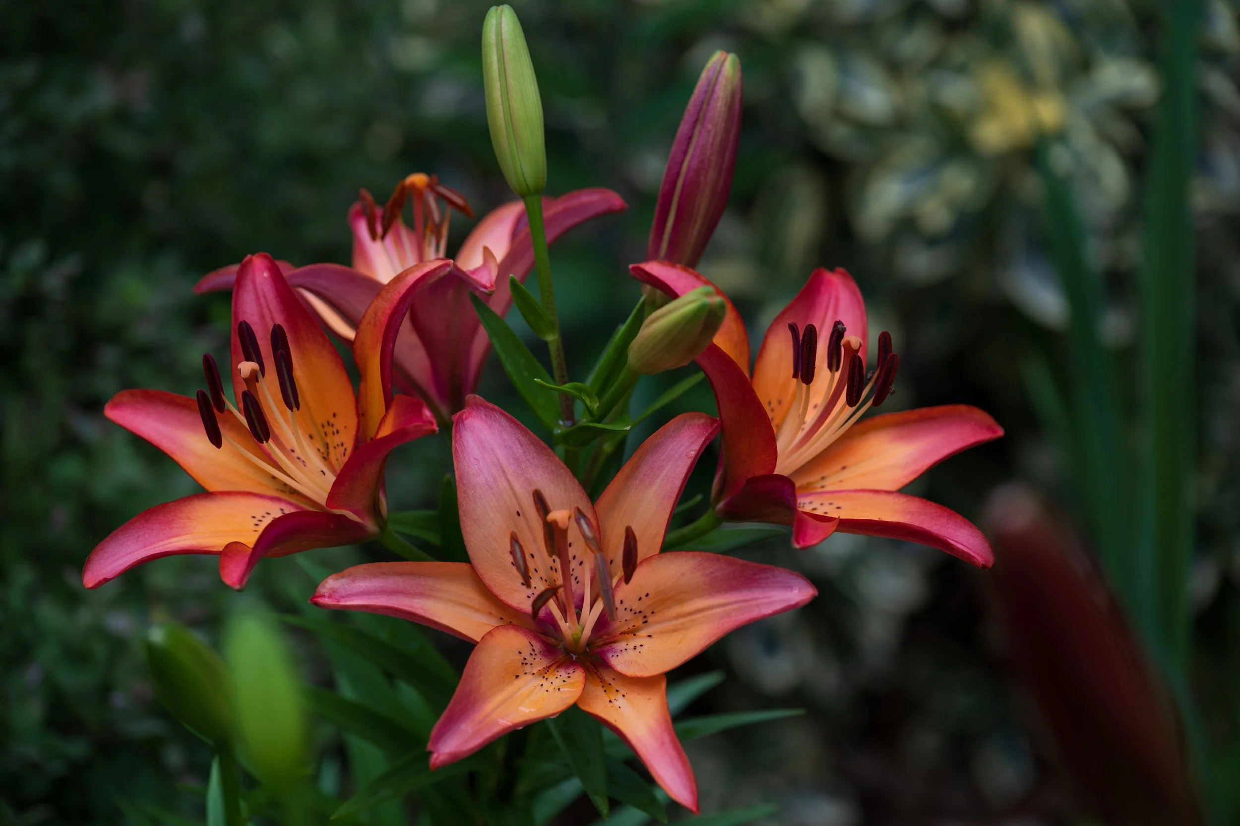 Lillies 01