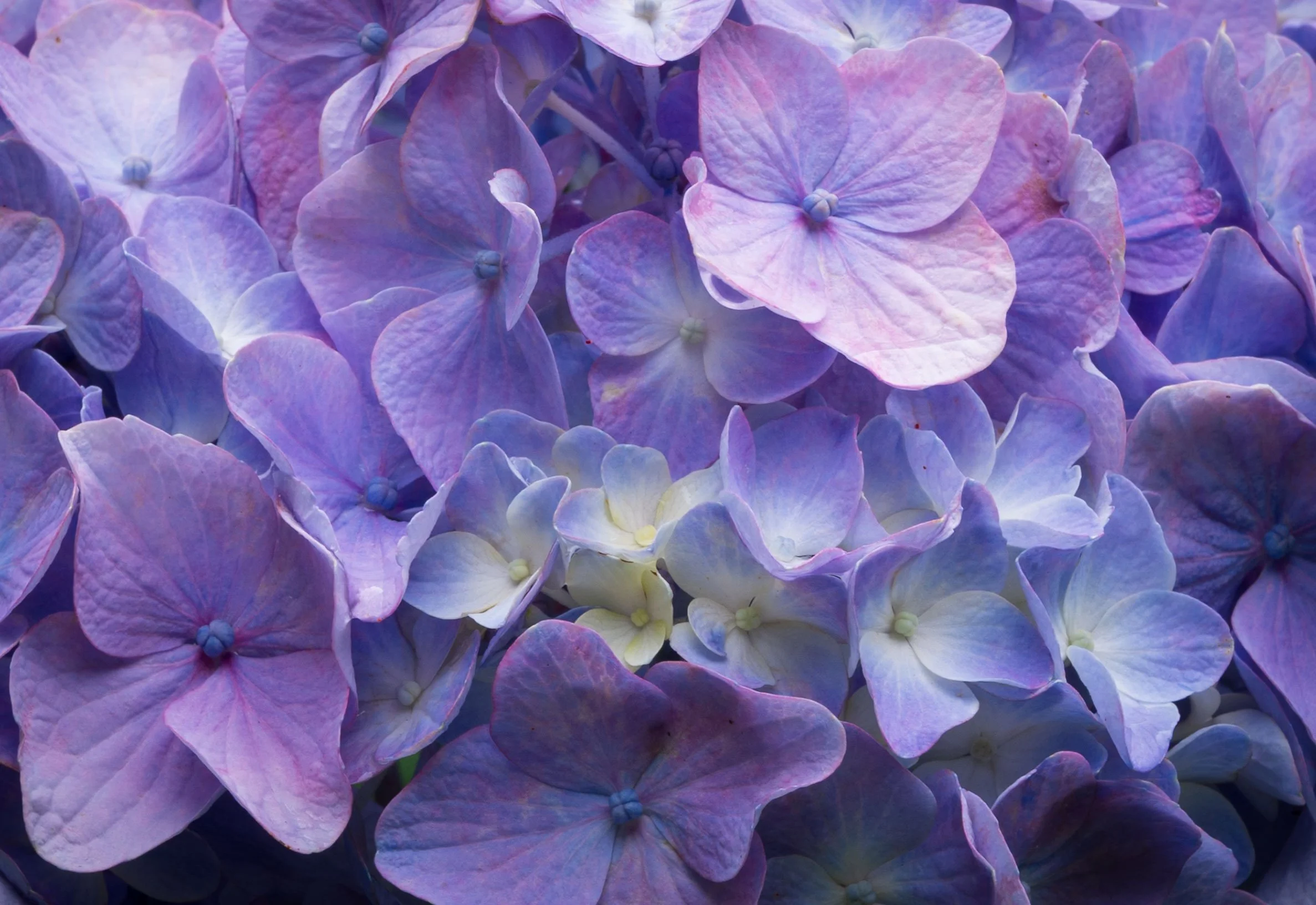 Hydrangea 01
