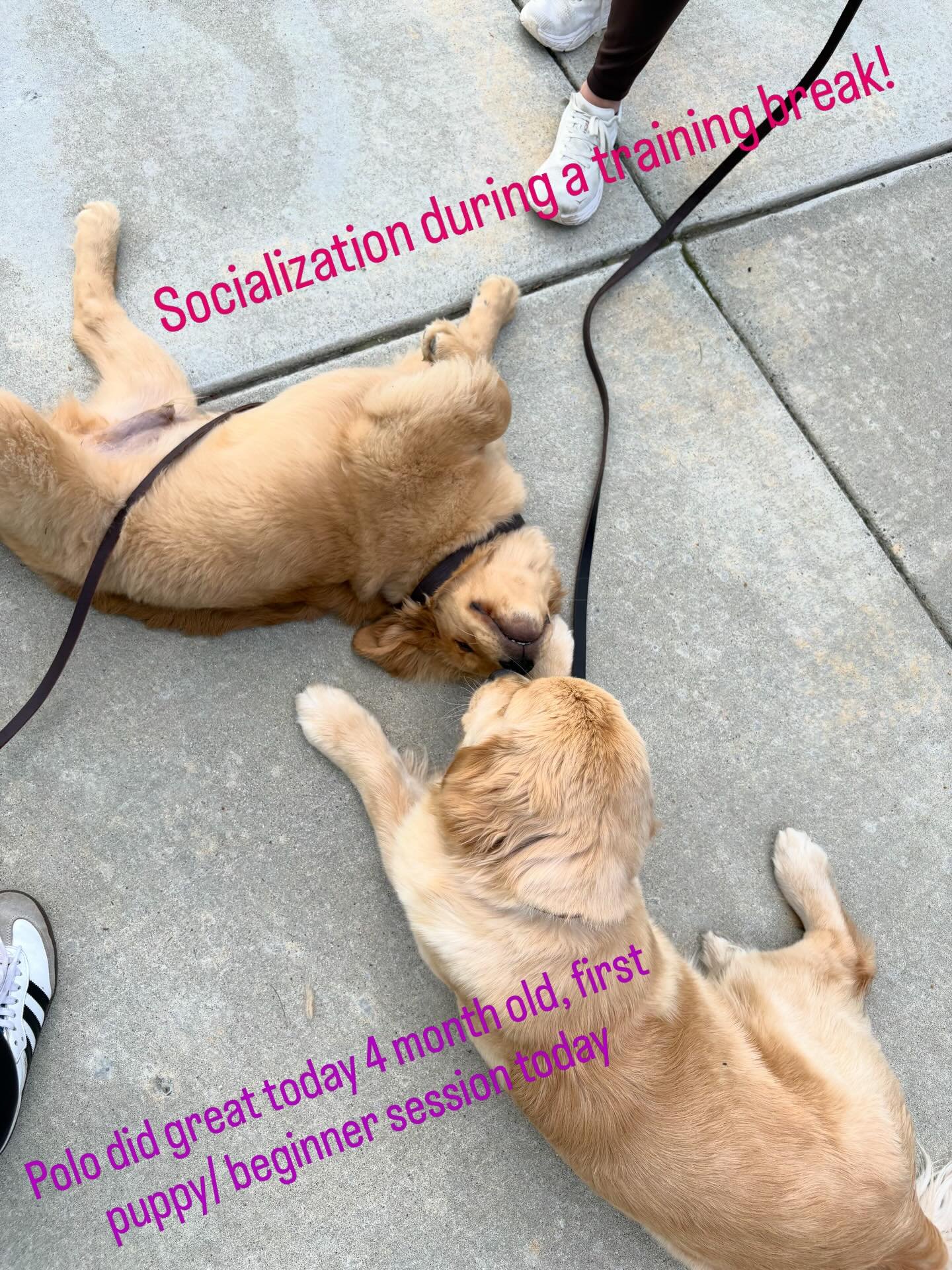 Love when I get a puppy right into training! Polo has some great parents (Cole and Sophia) who are all about education and starting their boy off right!! 

We did a long puppy consult and made sure we are shaping and rewarding the correct behaviors a