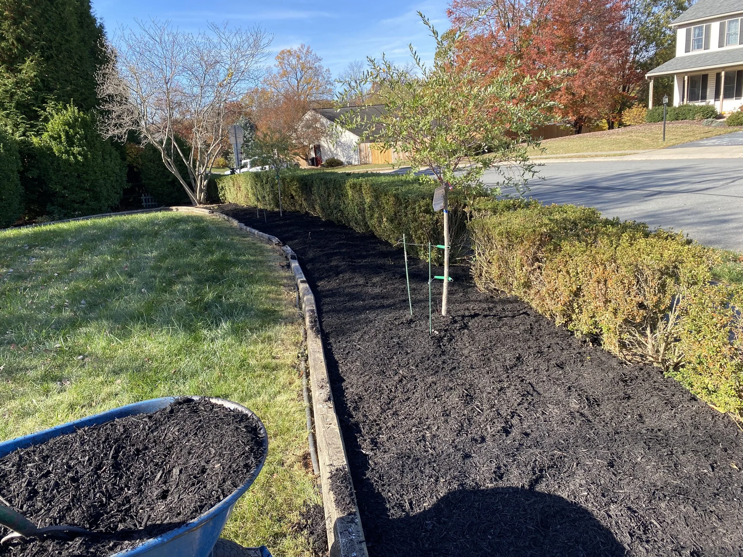 A freshly prepared garden bed with dark soil, bordered by a wooden frame, situated in a residential yard with autumn-colored trees and houses in the background.