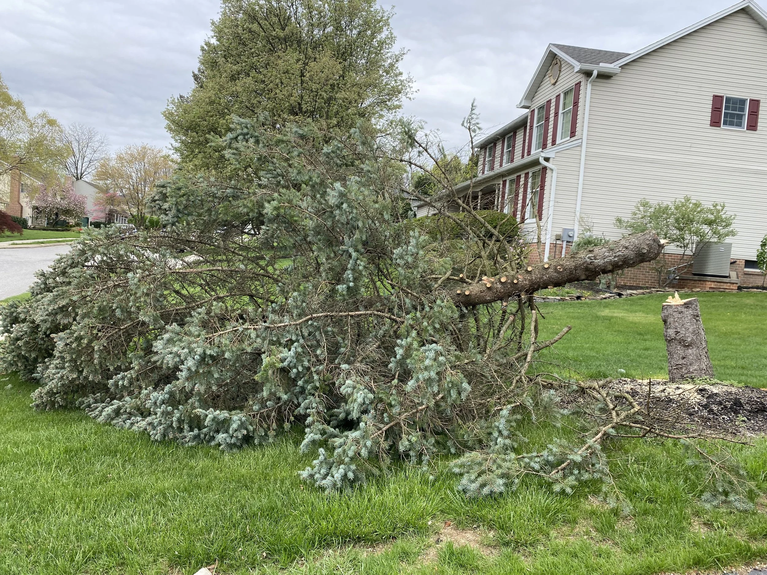 A fallen tree branch in a yard in front of a house with yellow siding and red shutters, with other trees and houses in the background.