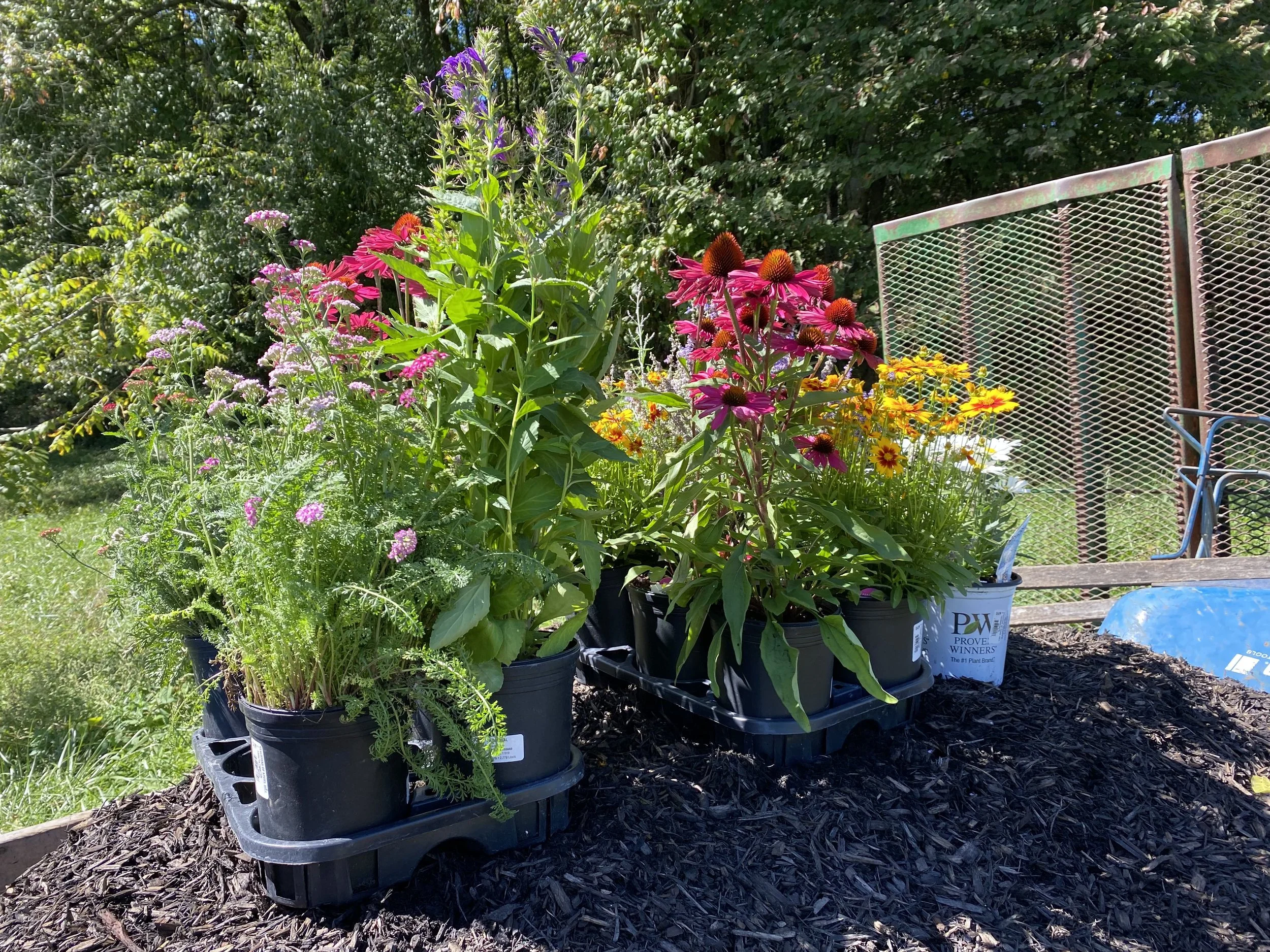 Potted flowering plants on a black plastic tray outdoors on mulch, with a background of green trees and a rusted metal gate.