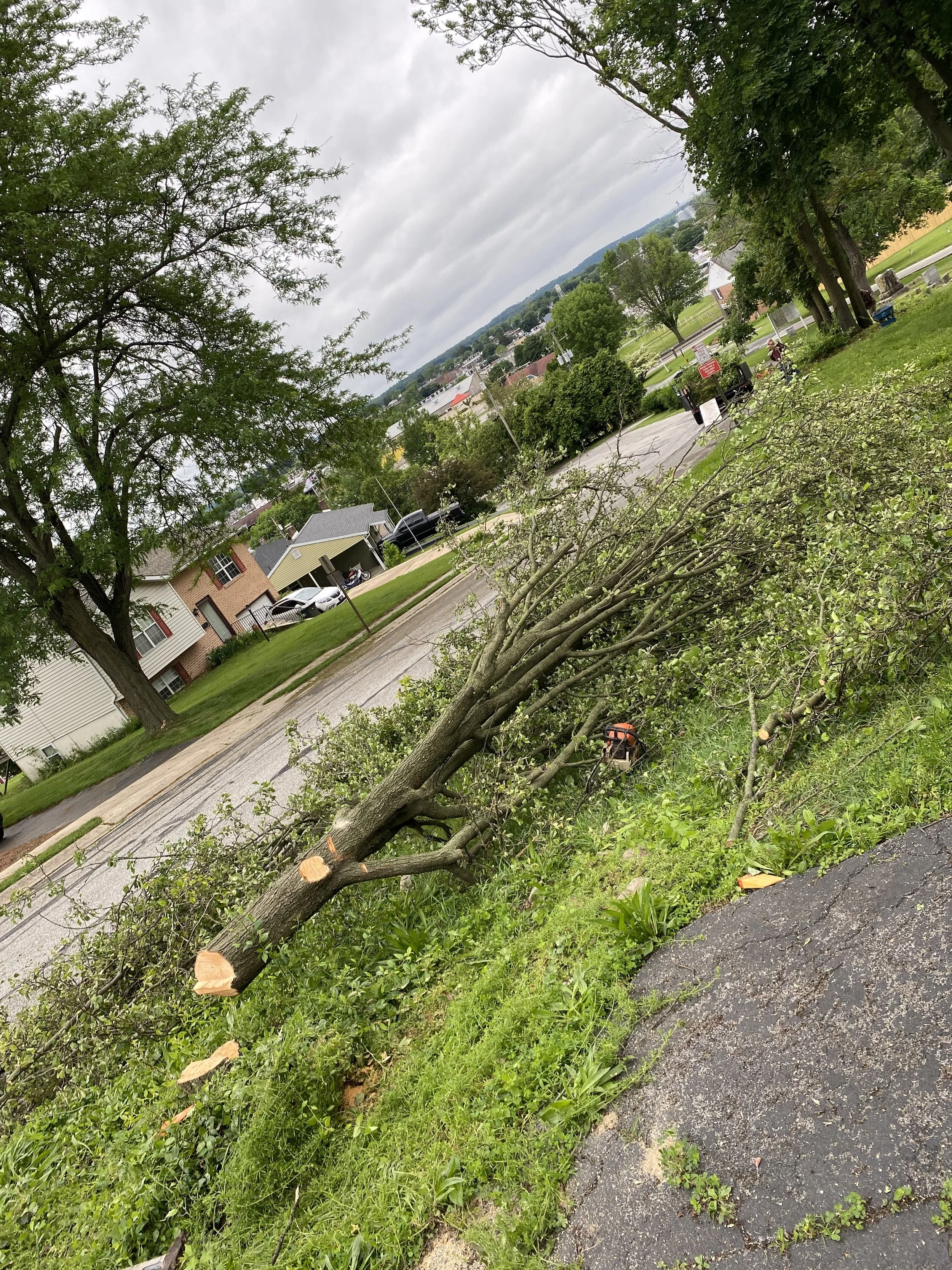 A fallen tree branch with green leaves lay on a sidewalk near a grassy area and residential houses. The scene includes trees, cars, and a cloudy sky.