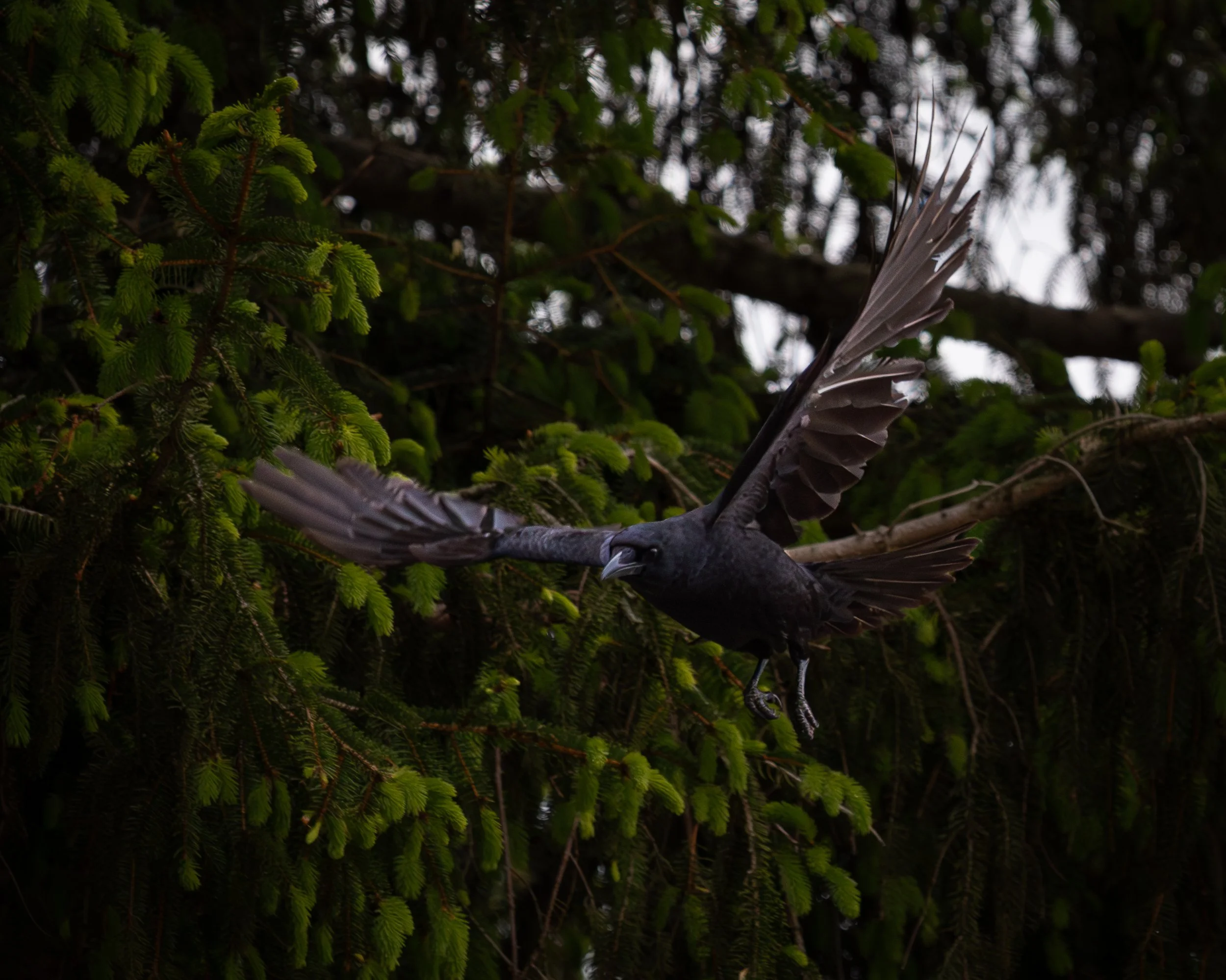 A bird perched on a tree branch among green foliage.