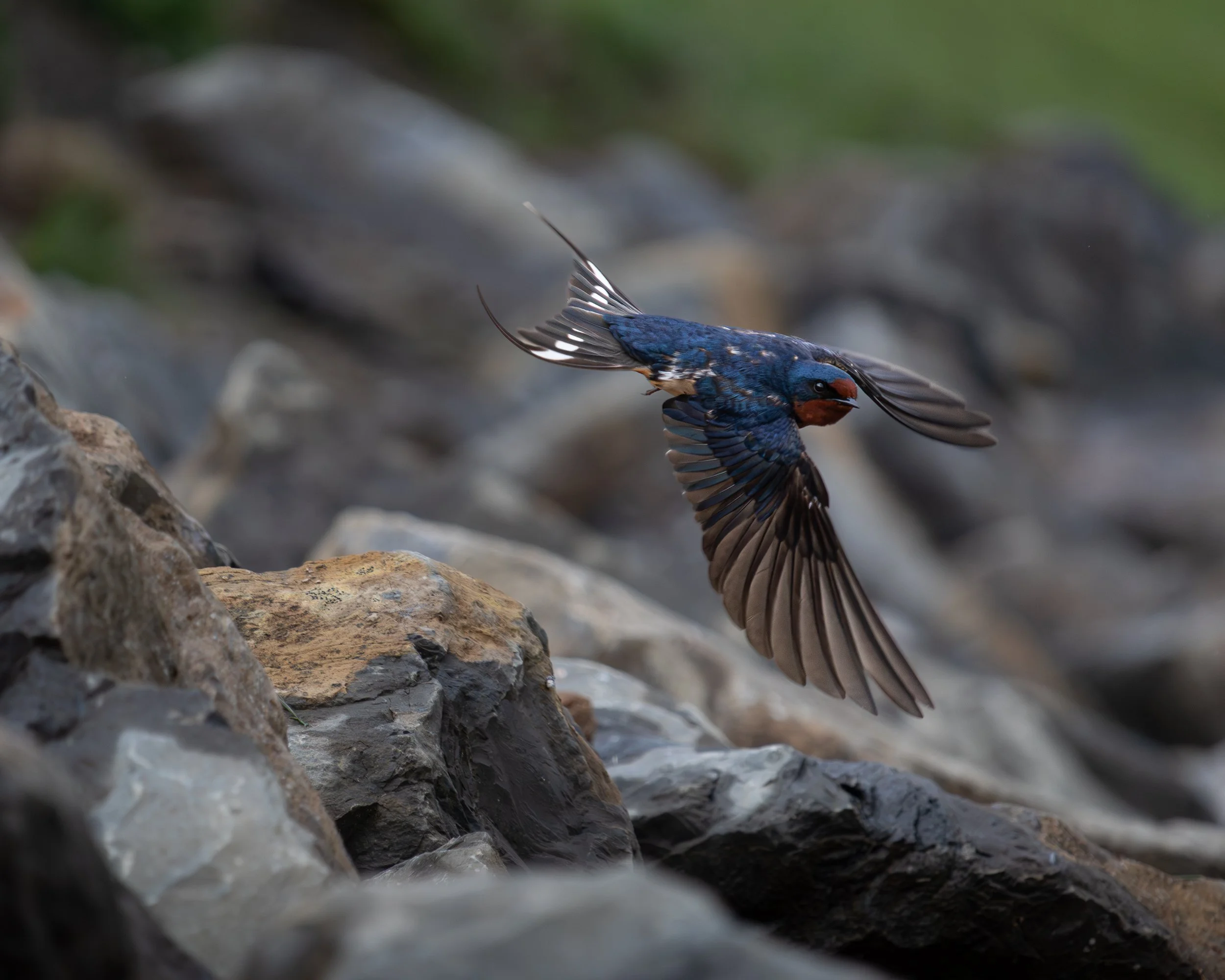 A bird with blue and black feathers and an orange beak flying low over rocks and water.