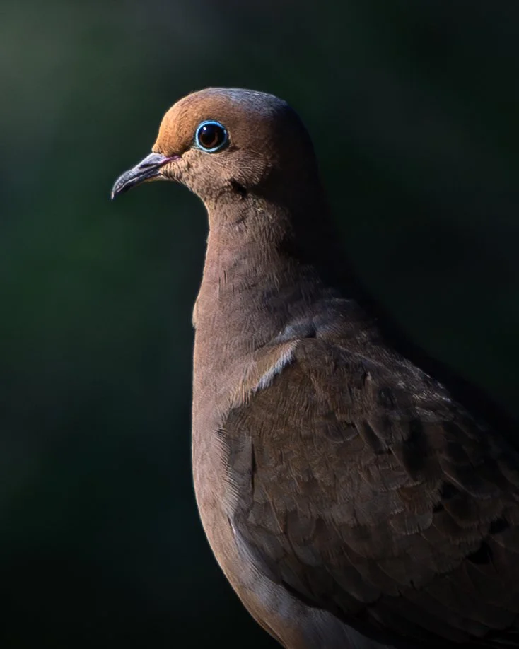Close-up of a brown bird with blue eyes and a black beak, facing left against a dark background.