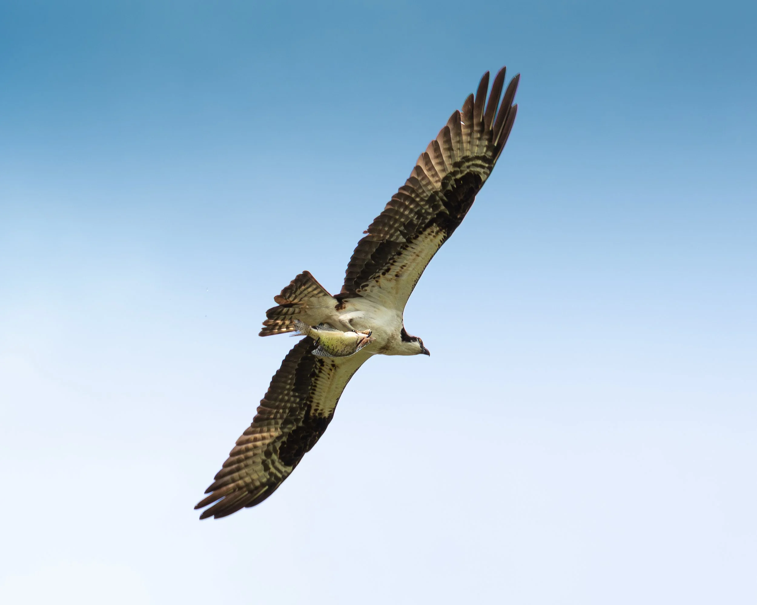 A bird of prey, possibly a hawk, flying against a clear blue sky with its wings spread wide.