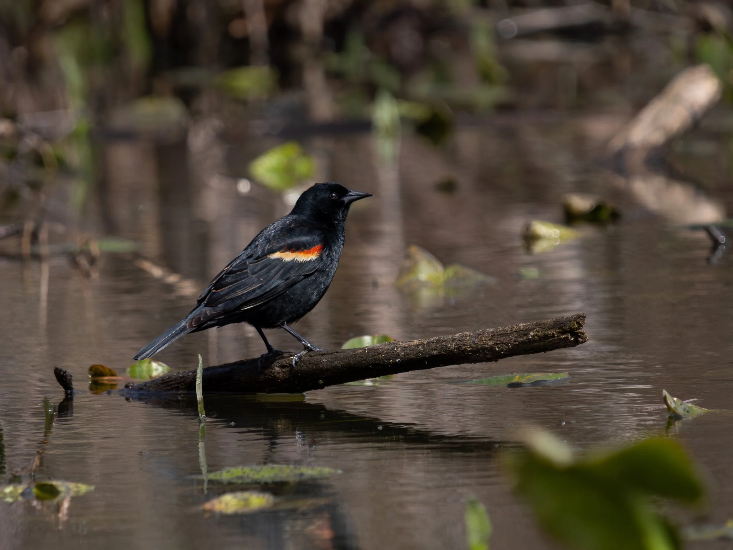 A black bird with some red and orange markings on its wings standing on a log in a shallow body of water with floating green leaves.