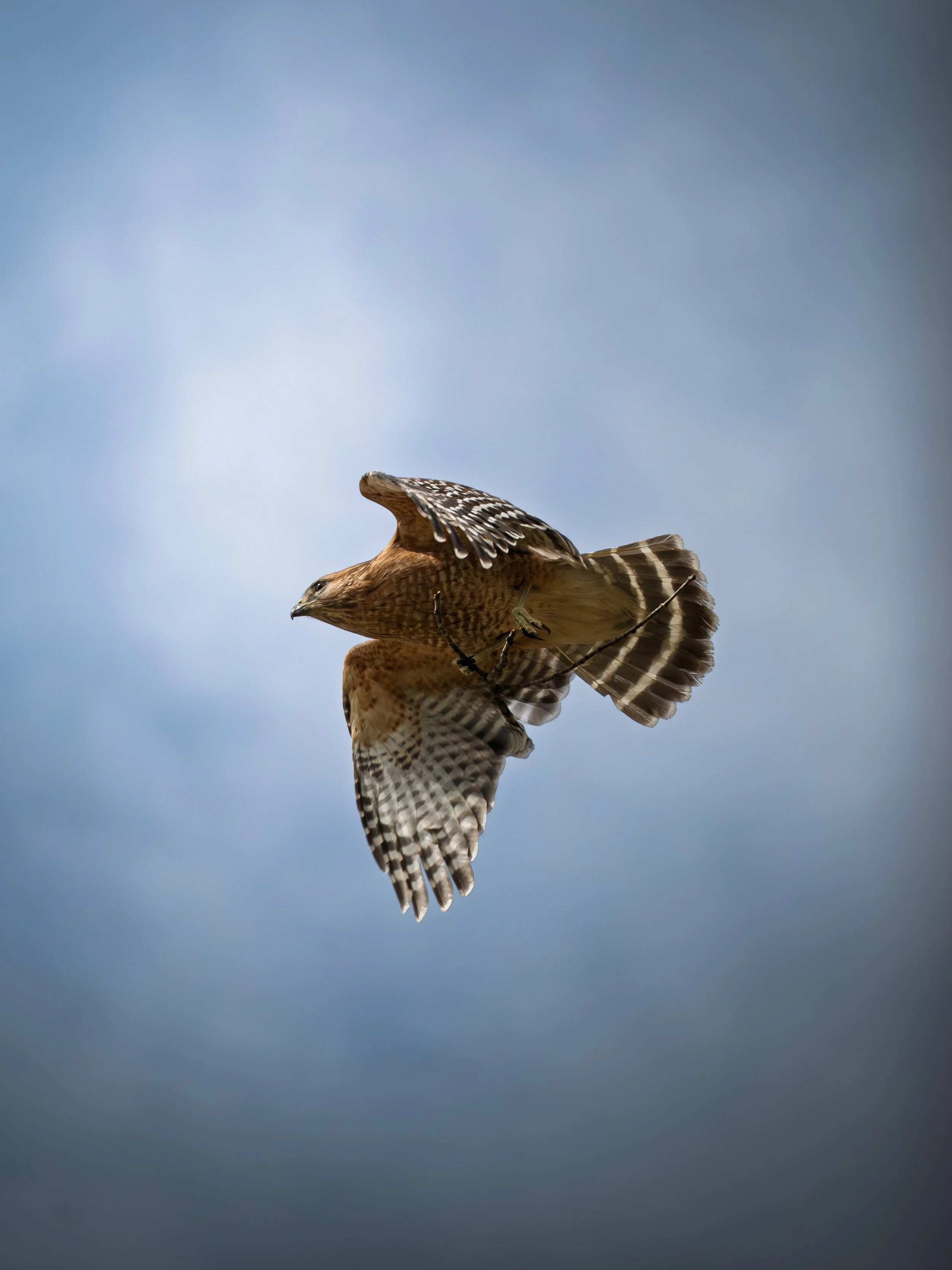 A bird of prey in mid-flight against a blue sky, with wings spread wide and detailed feathers visible.