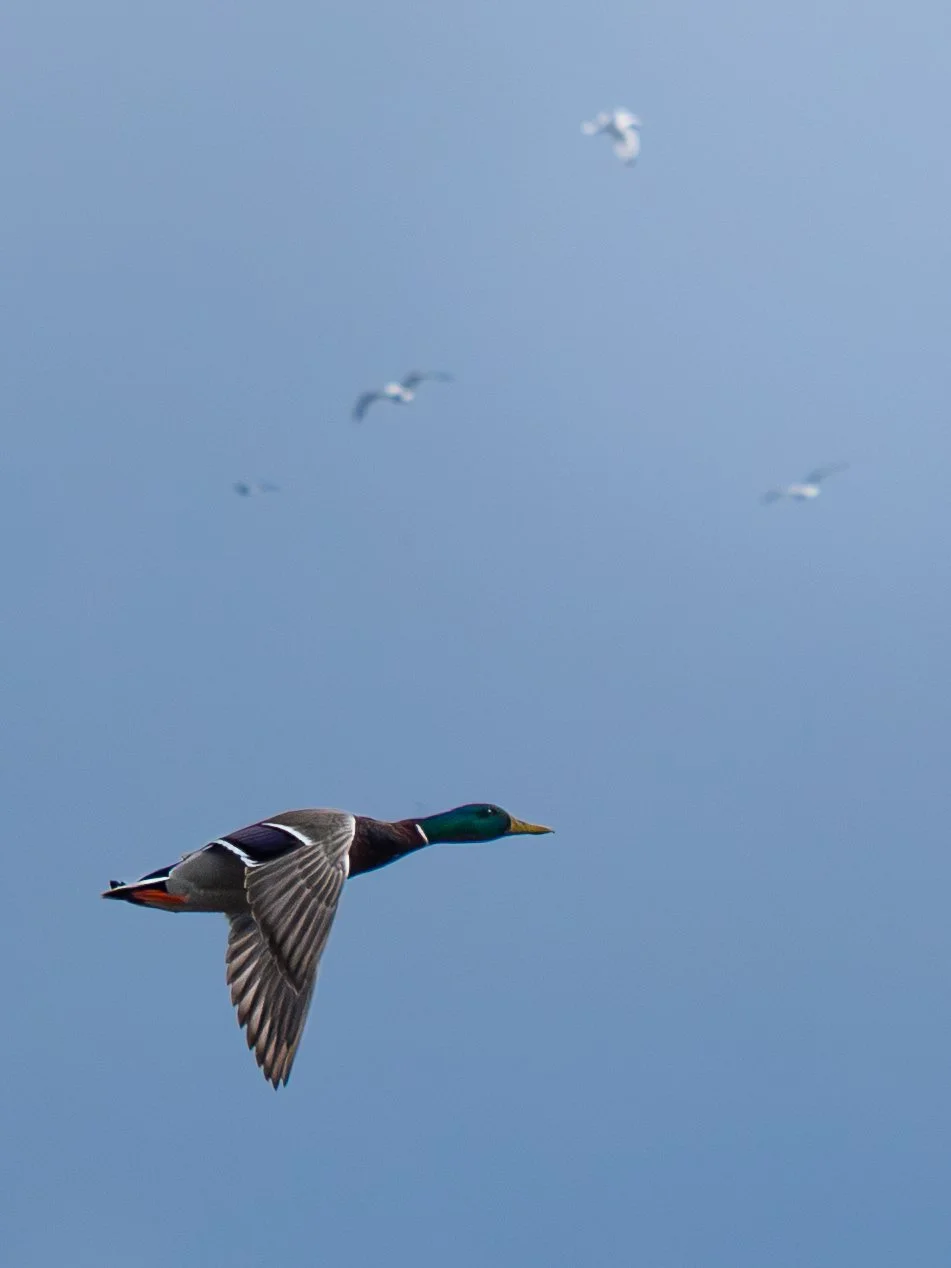 A male mallard duck flying in the sky with several seagulls flying above.