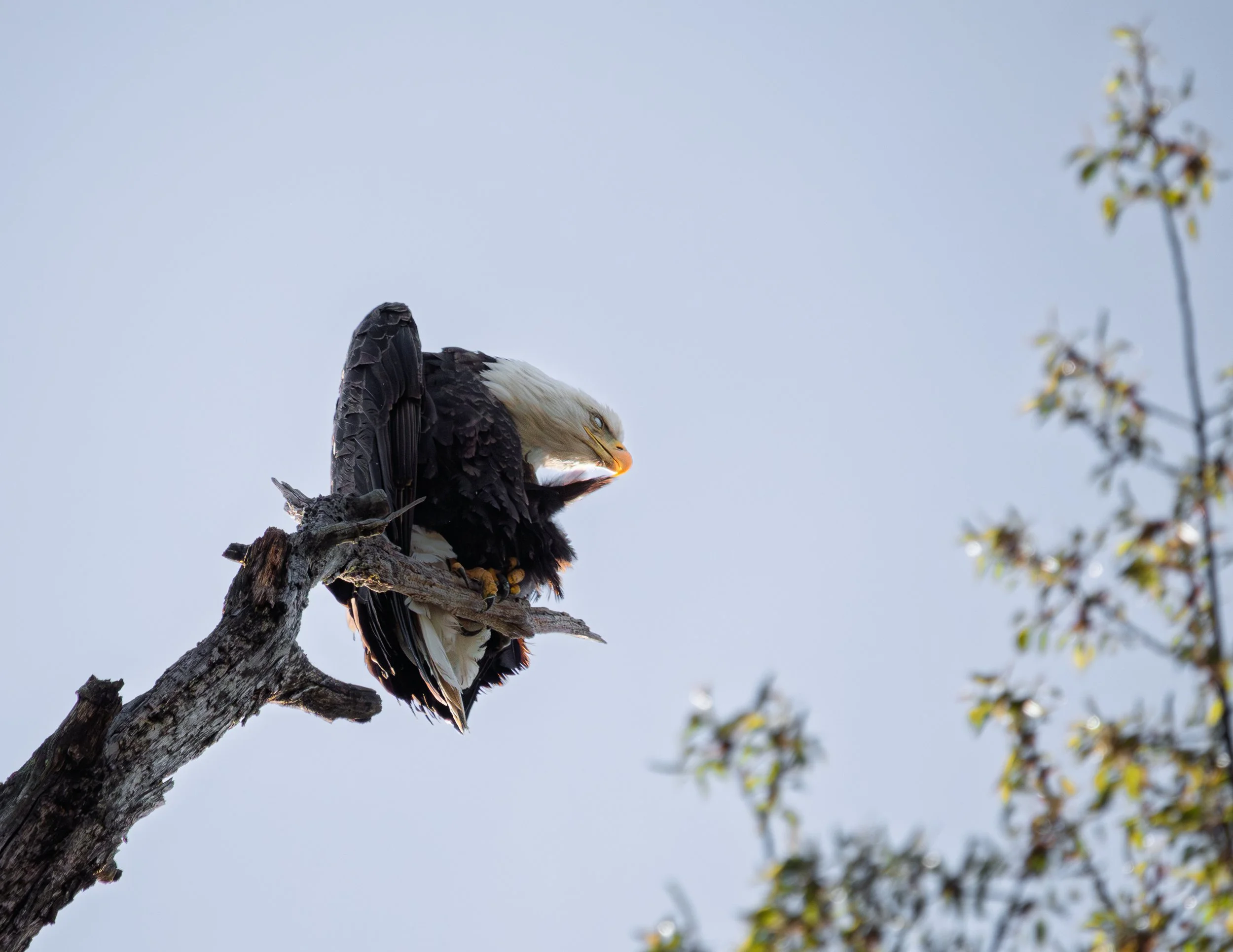 A bald eagle perches on a weathered tree branch, looking downward with a partially open beak against a pale sky and some blurred green leaves in the background.