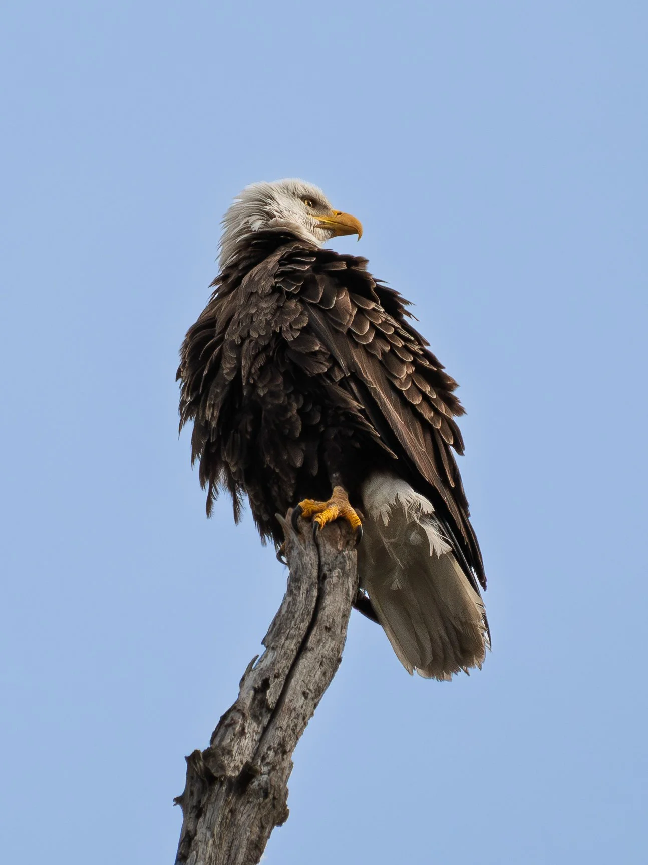 A bald eagle with white head and dark brown body perched on a weathered tree branch against a clear blue sky.