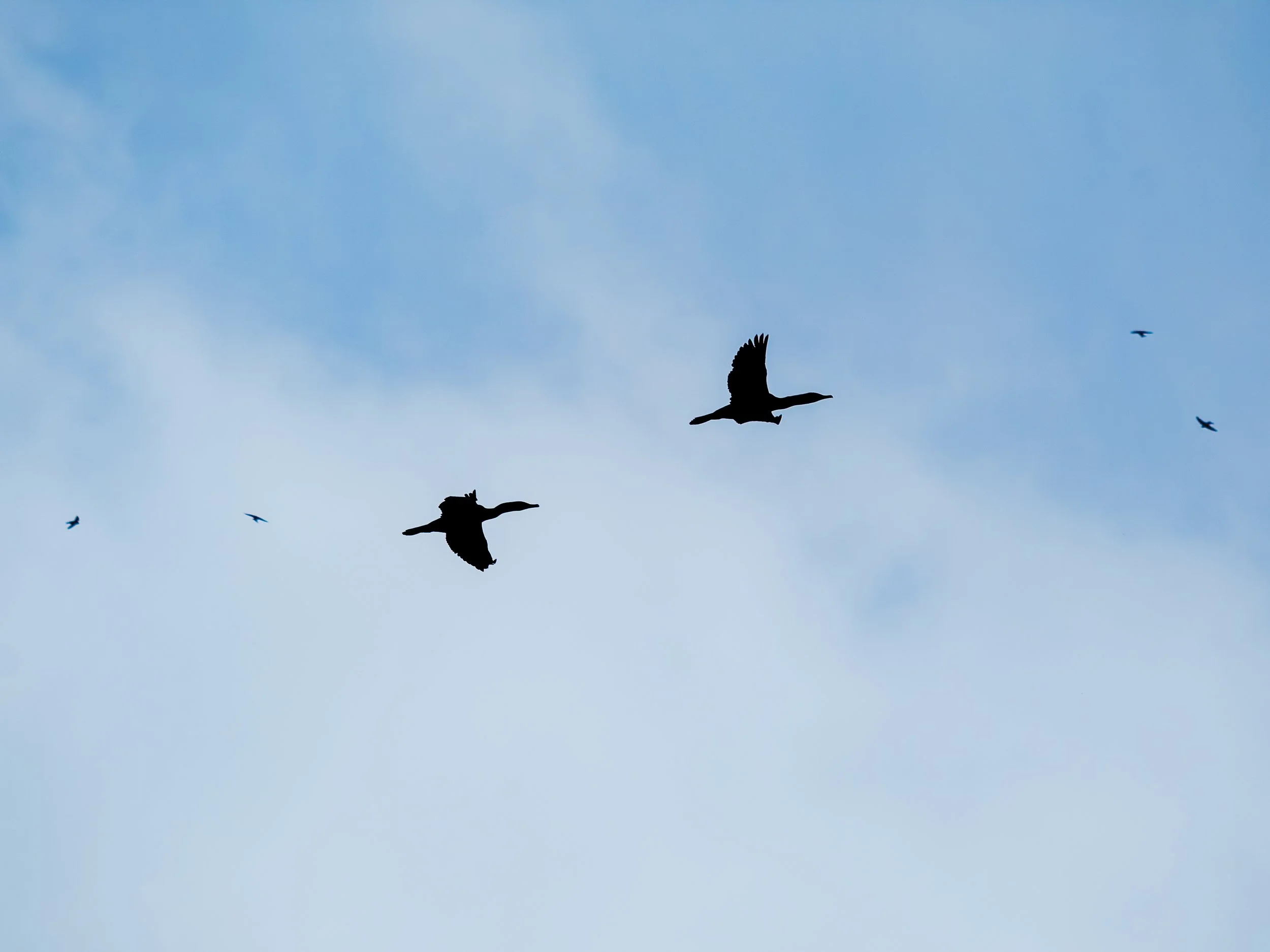 Silhouettes of several birds flying against a sky with light clouds.